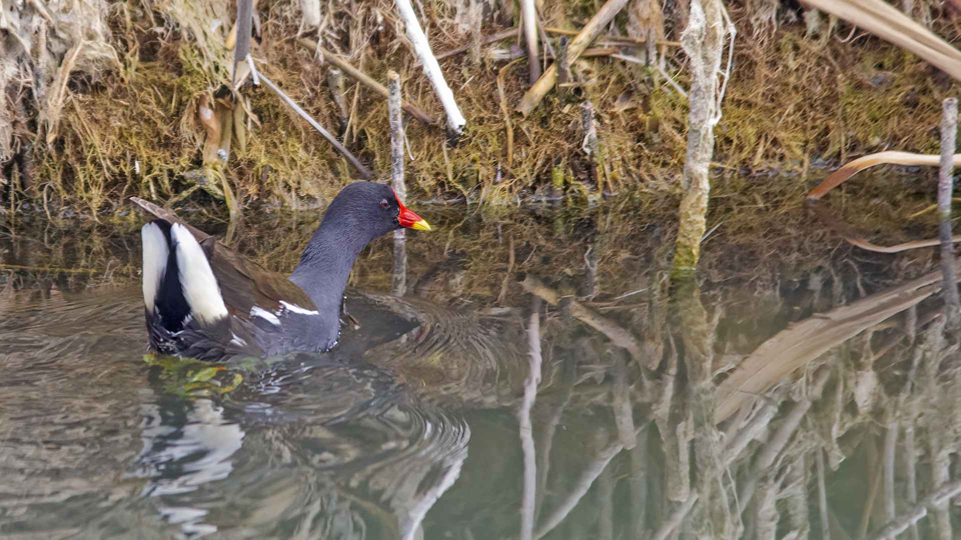 Eurasian Moorhen